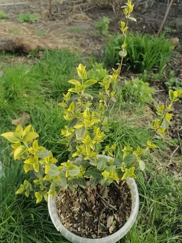 Бересклет форчуна - частное объявление в Волгоград