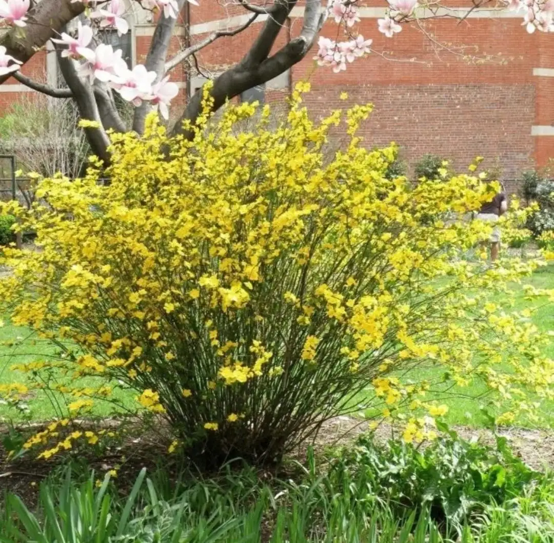 Керрия японская кустарник для сада - Садоводство (Хобби и отдых) в Волгоград