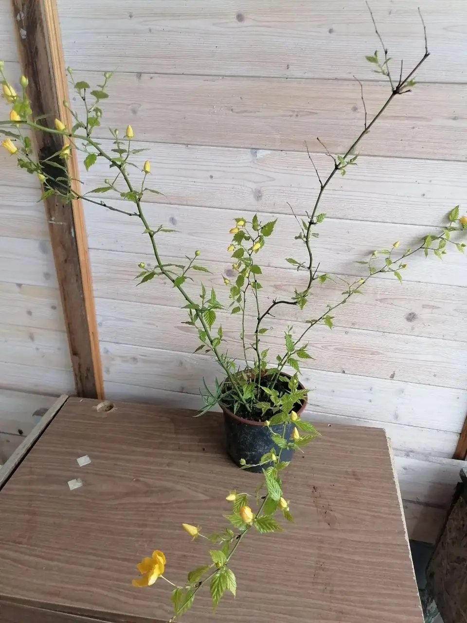 Керрия японская кустарник для сада - Садоводство (Хобби и отдых) в Волгоград