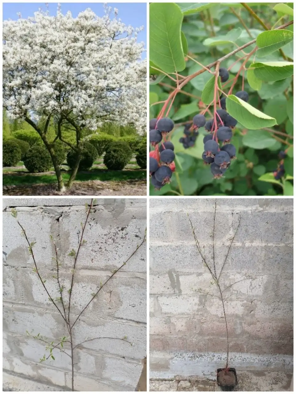 Продажа ирги - Хобби и отдых в Волгоград