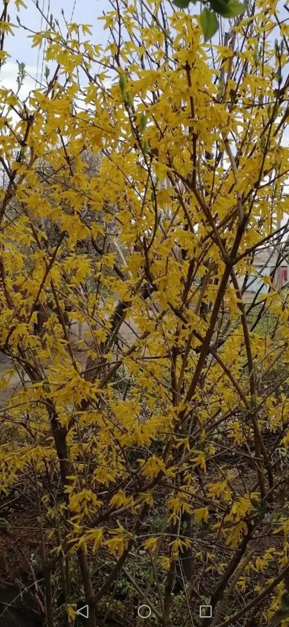 Форзиция в Волгограде - Садовые растения (Хобби и отдых) в Волгоград