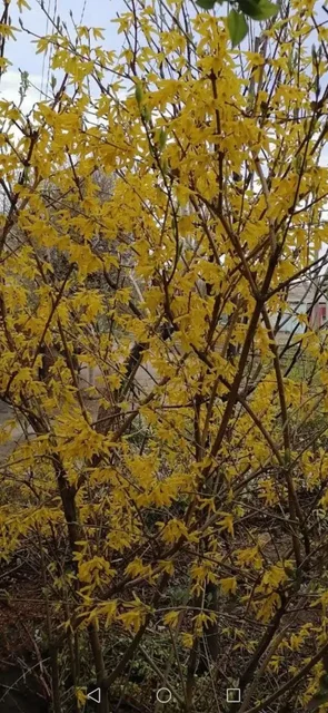 Форзиция в Волгограде - частное объявление в Волгоград