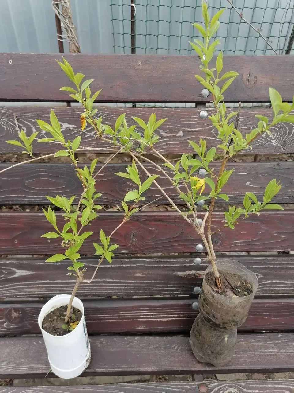 Форзиция в Волгограде - Садовые растения (Хобби и отдых) в Волгоград