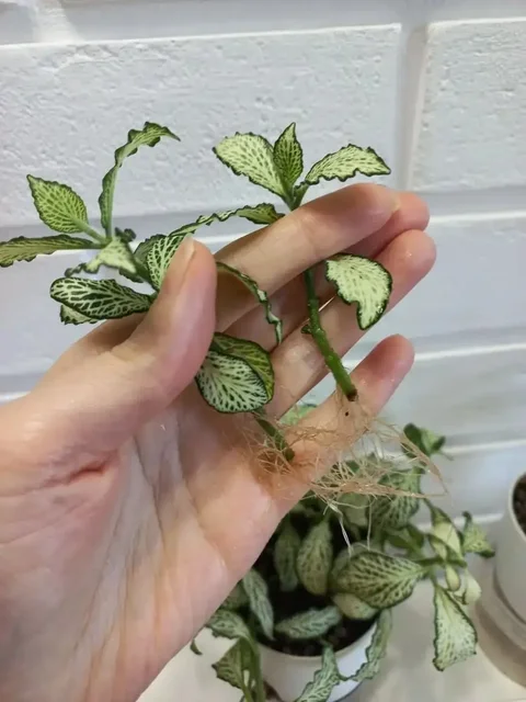 Продажа укорененной фиттонии - частное объявление в Волгоград