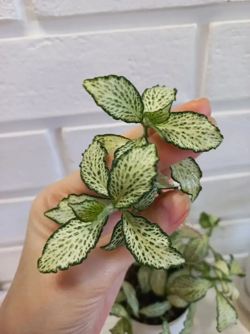 Продажа укорененной фиттонии - Комнатные растения (Хобби и отдых) в Волгоград