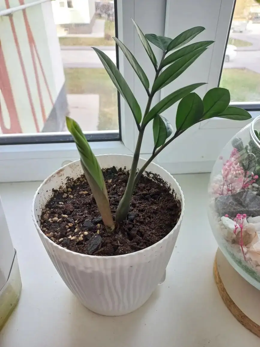 Продажа замиокулькаса в Волгограде - Растения (Хобби и отдых) в Волгоград