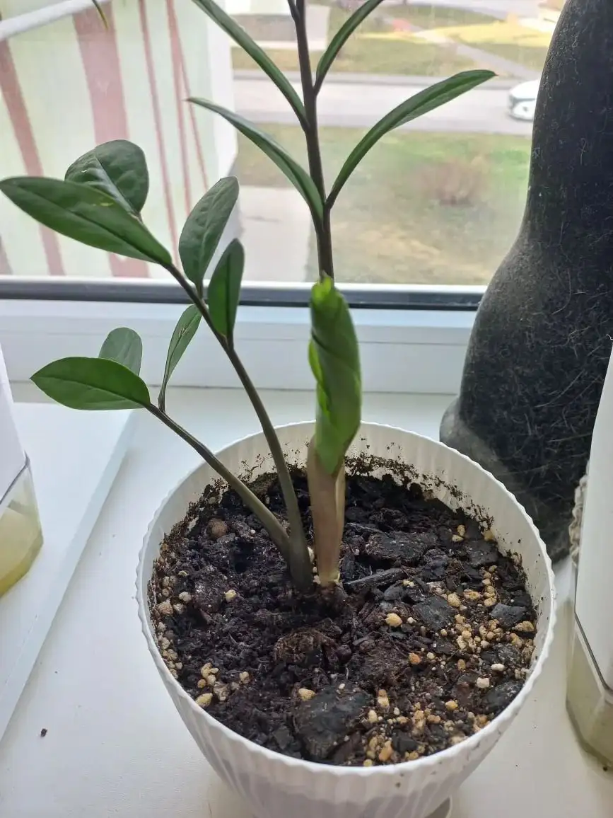 Продажа замиокулькаса в Волгограде - Растения (Хобби и отдых) в Волгоград