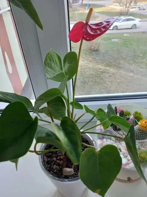 Антуриум в кашпо на фитиле - частное объявление в Волгоград