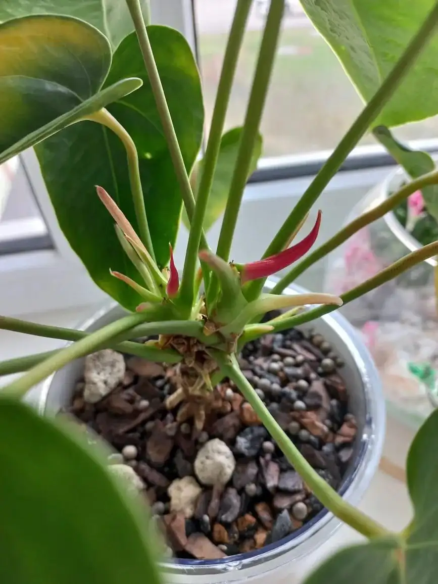 Антуриум в кашпо на фитиле - Комнатные растения (Хобби и отдых) в Волгоград