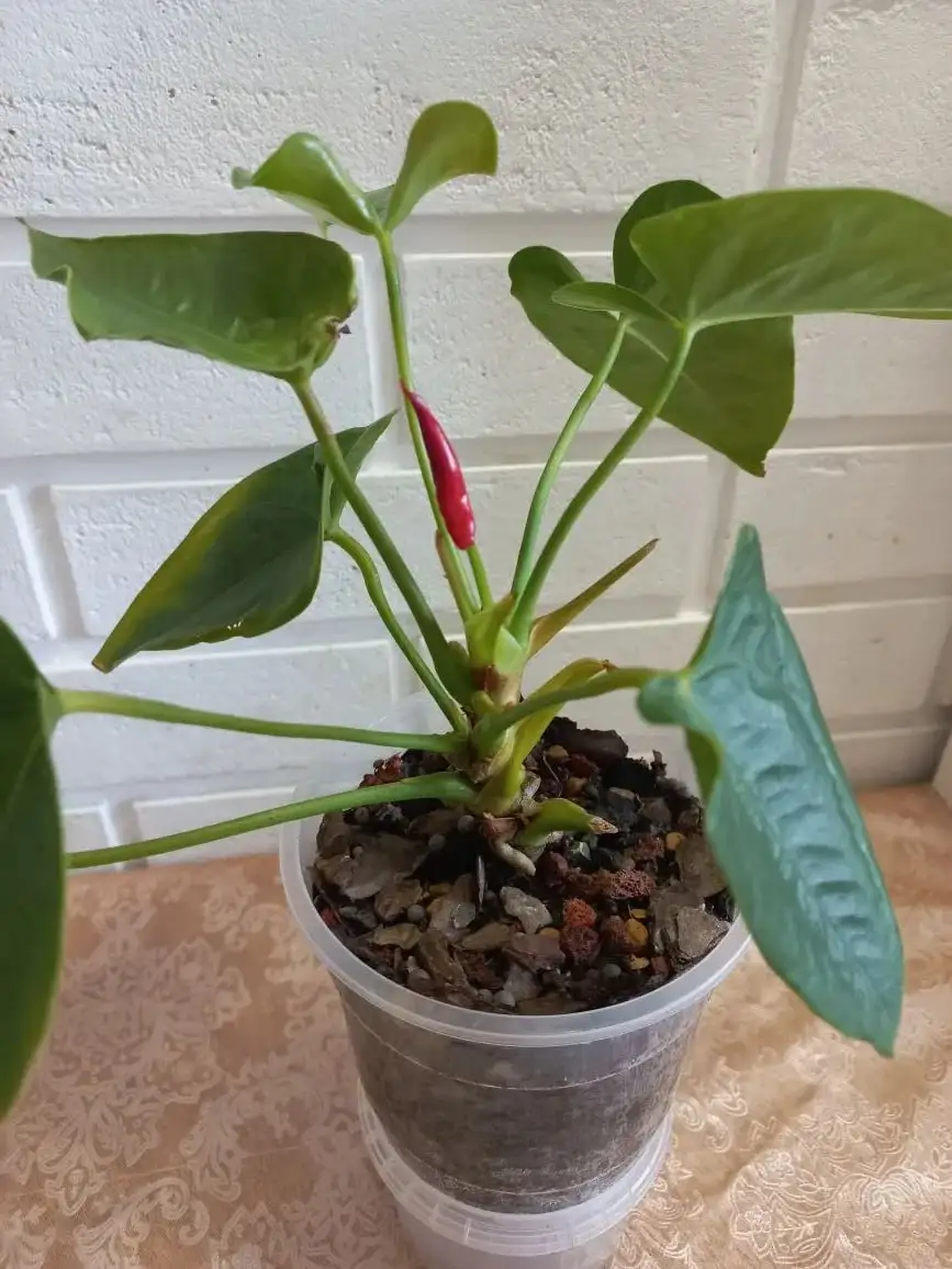 Антуриум в техническом горшке на фитиле - Растения (Хобби и отдых) в Волгоград