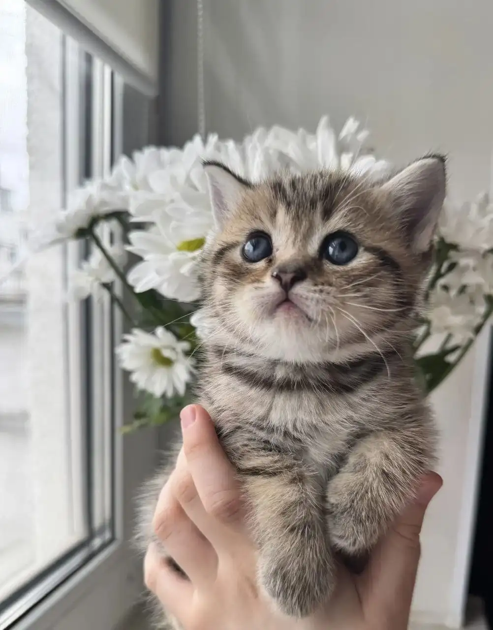 Шотландские котята от заботливой мамы - Кошки (Животные) в Волгоград