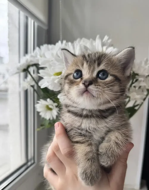 Шотландские котята от заботливой мамы - частное объявление в Волгоград