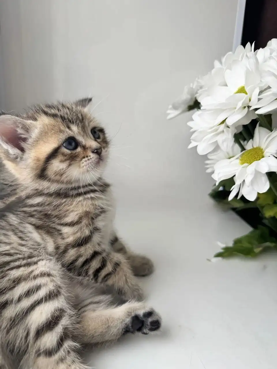 Шотландские котята от заботливой мамы - Кошки (Животные) в Волгоград