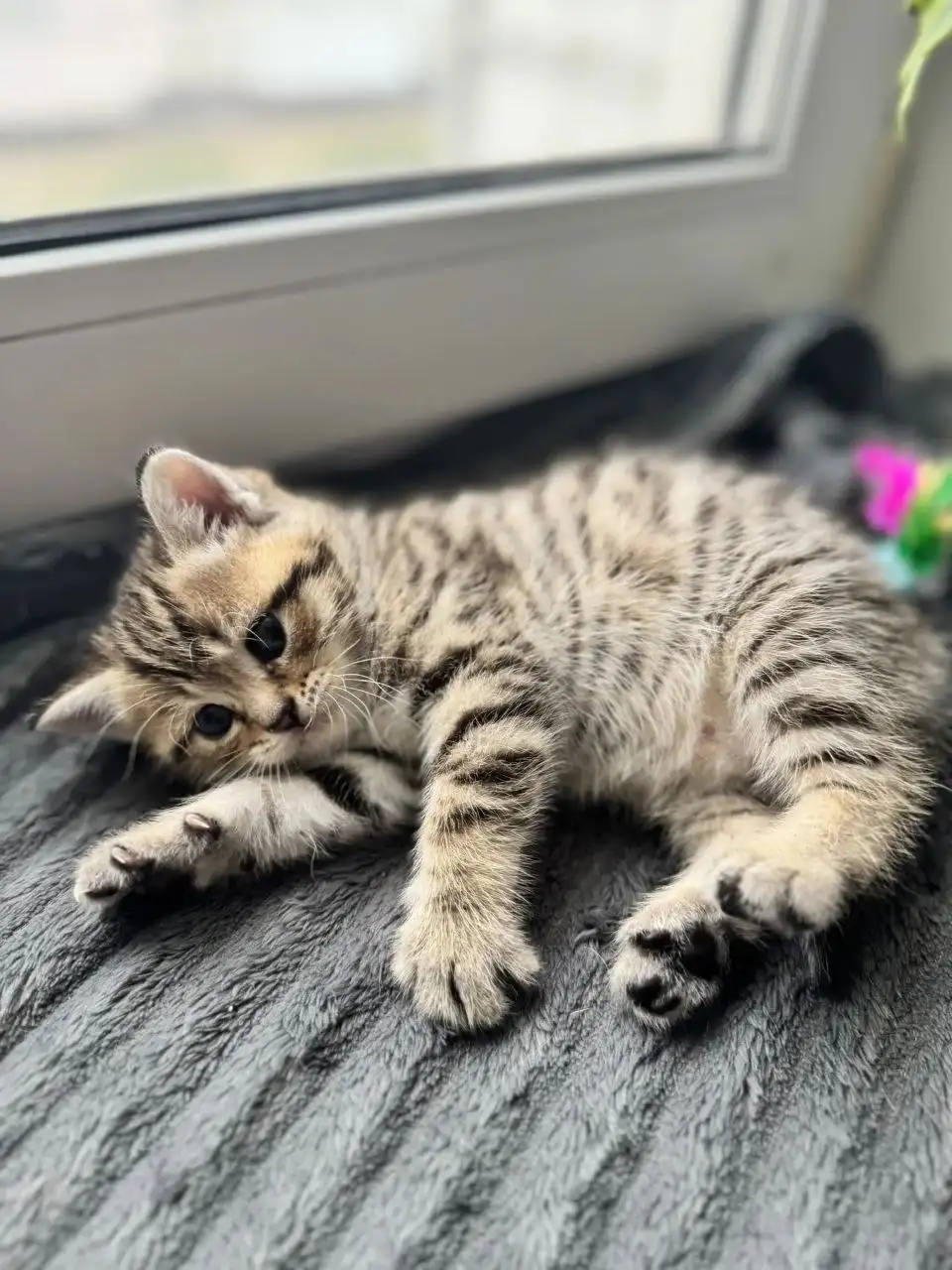 Шотландские котята от заботливой мамы - Кошки (Животные) в Волгоград