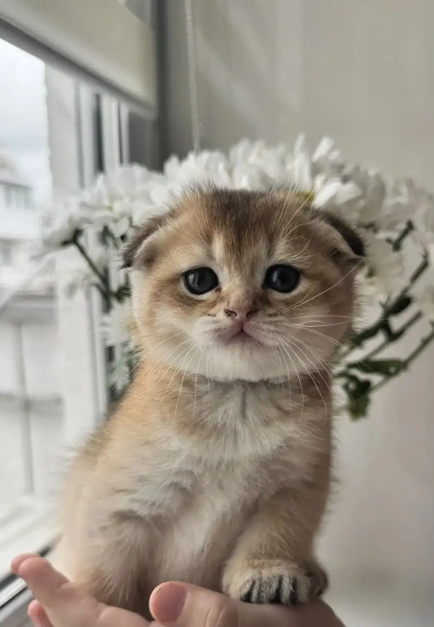 Шотландские котята от заботливой мамы - Кошки (Животные) в Волгоград