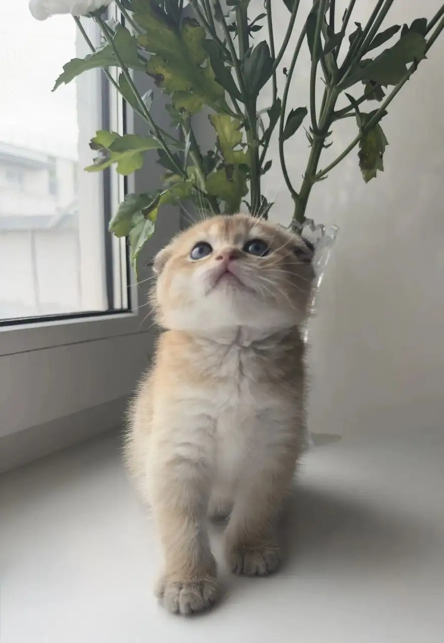 Шотландские котята от заботливой мамы - Кошки (Животные) в Волгоград