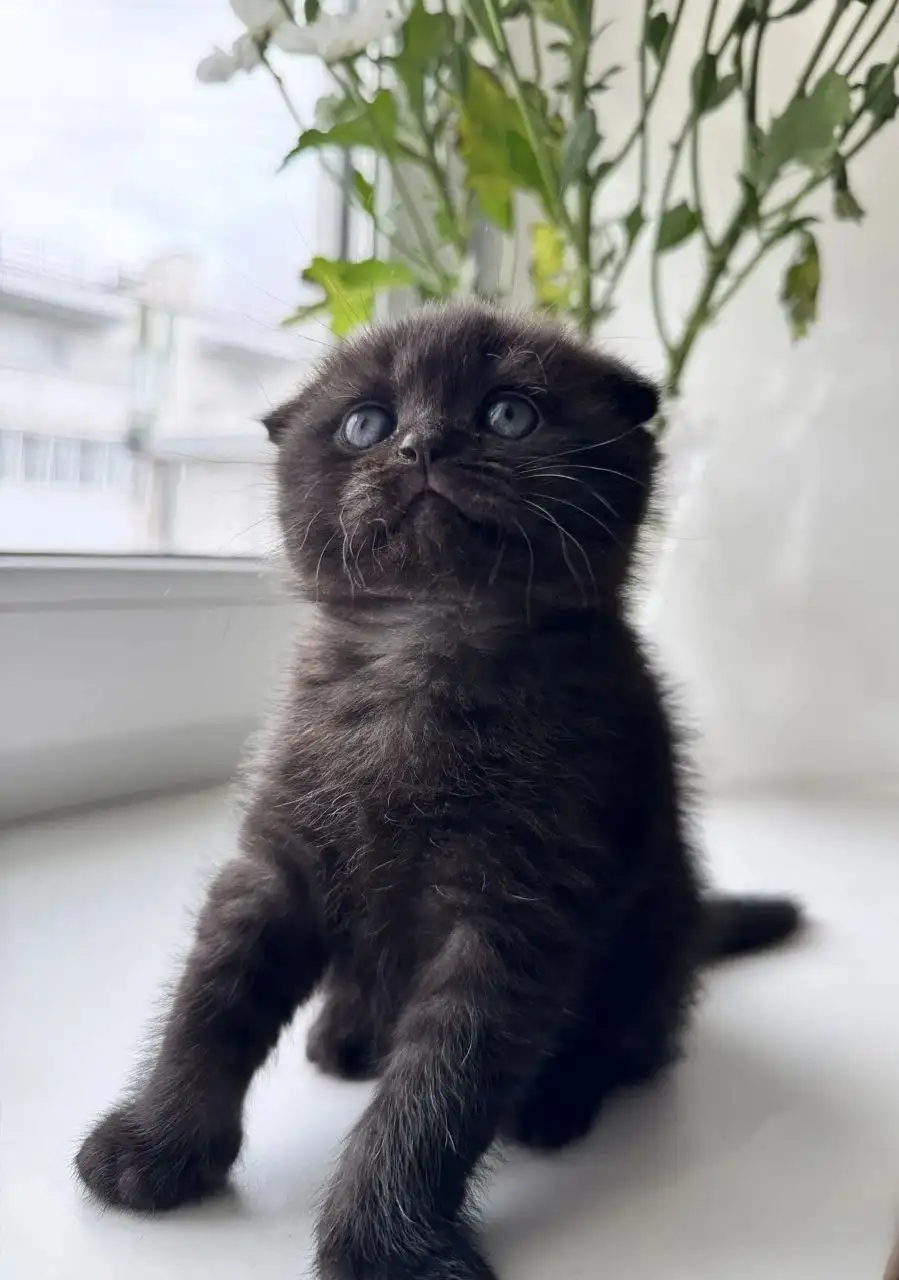 Шотландские котята от заботливой мамы - Кошки (Животные) в Волгоград