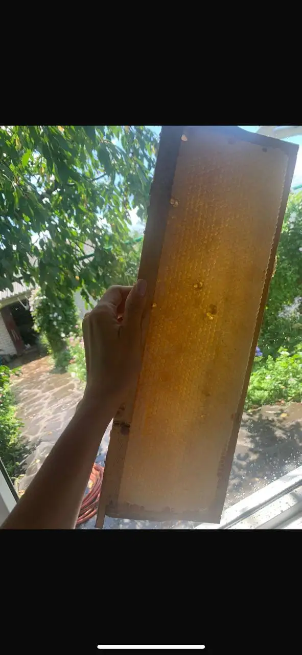 Продажа мёда и продуктов пчеловодства - Хобби и отдых в Волгоград