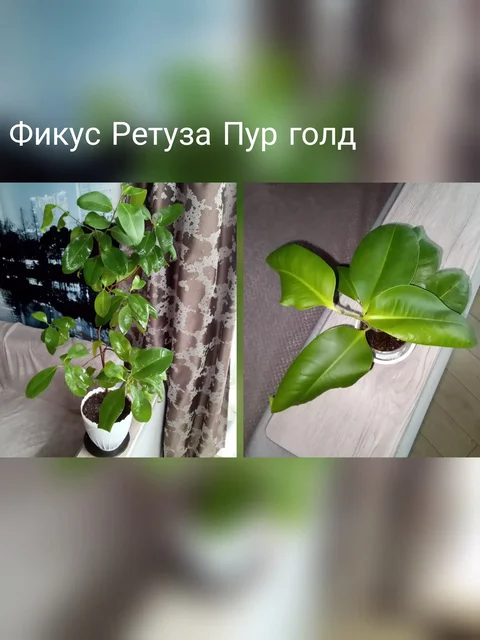 Фикус Ретуза Пур голд - Мангалы в Волгоград