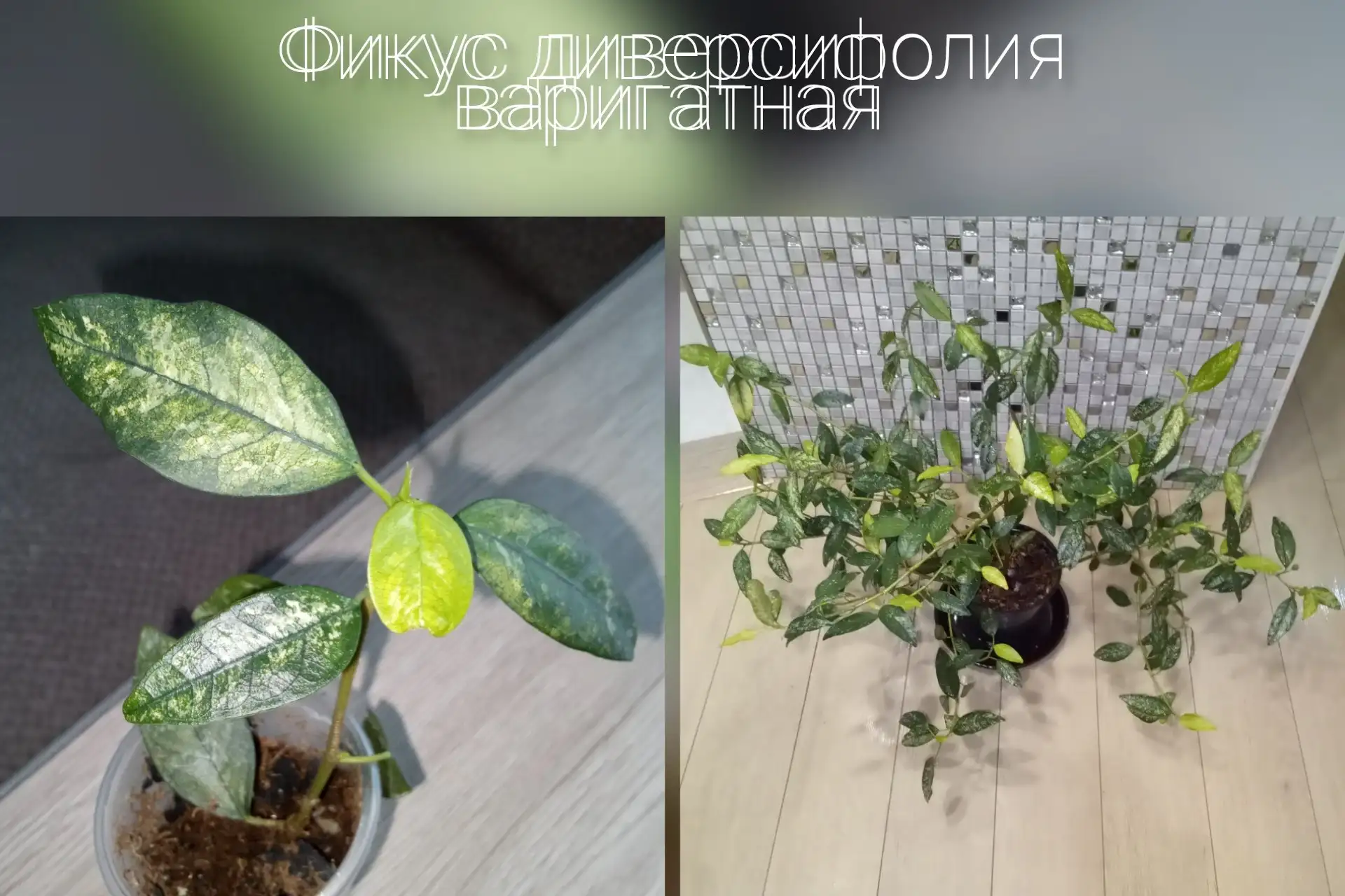 Фикус диверсифолия варигатная - Растения (Для дома и дачи) в Волгоград