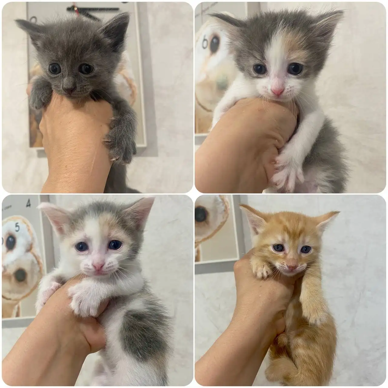 БЕСПЛАТНО котята в добрые руки - Кошки (Животные) в Волгоград