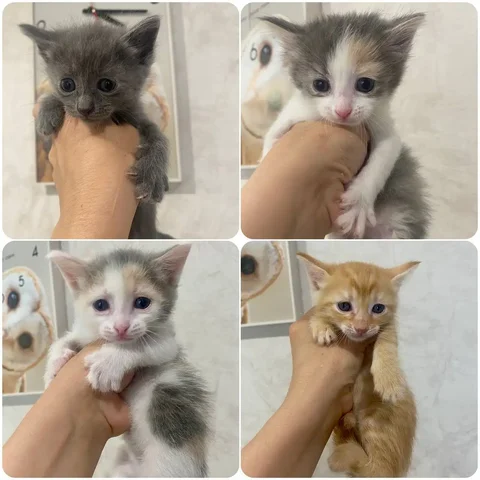 БЕСПЛАТНО котята в добрые руки - Животные в Волгоград