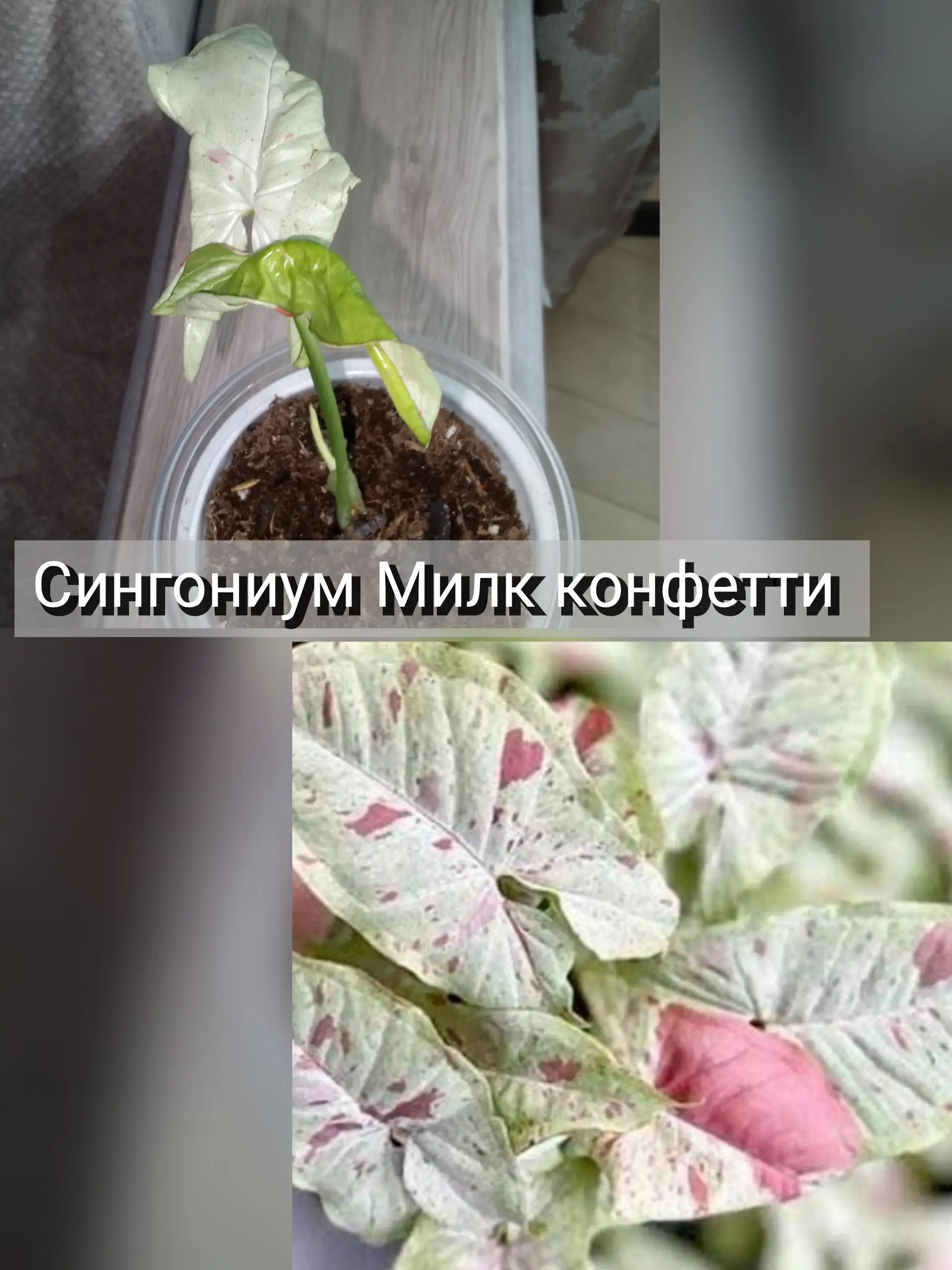 Продам синегониум: различные сорта, цена от 250 до 350 - Растения (Хобби и отдых) в Волгоград