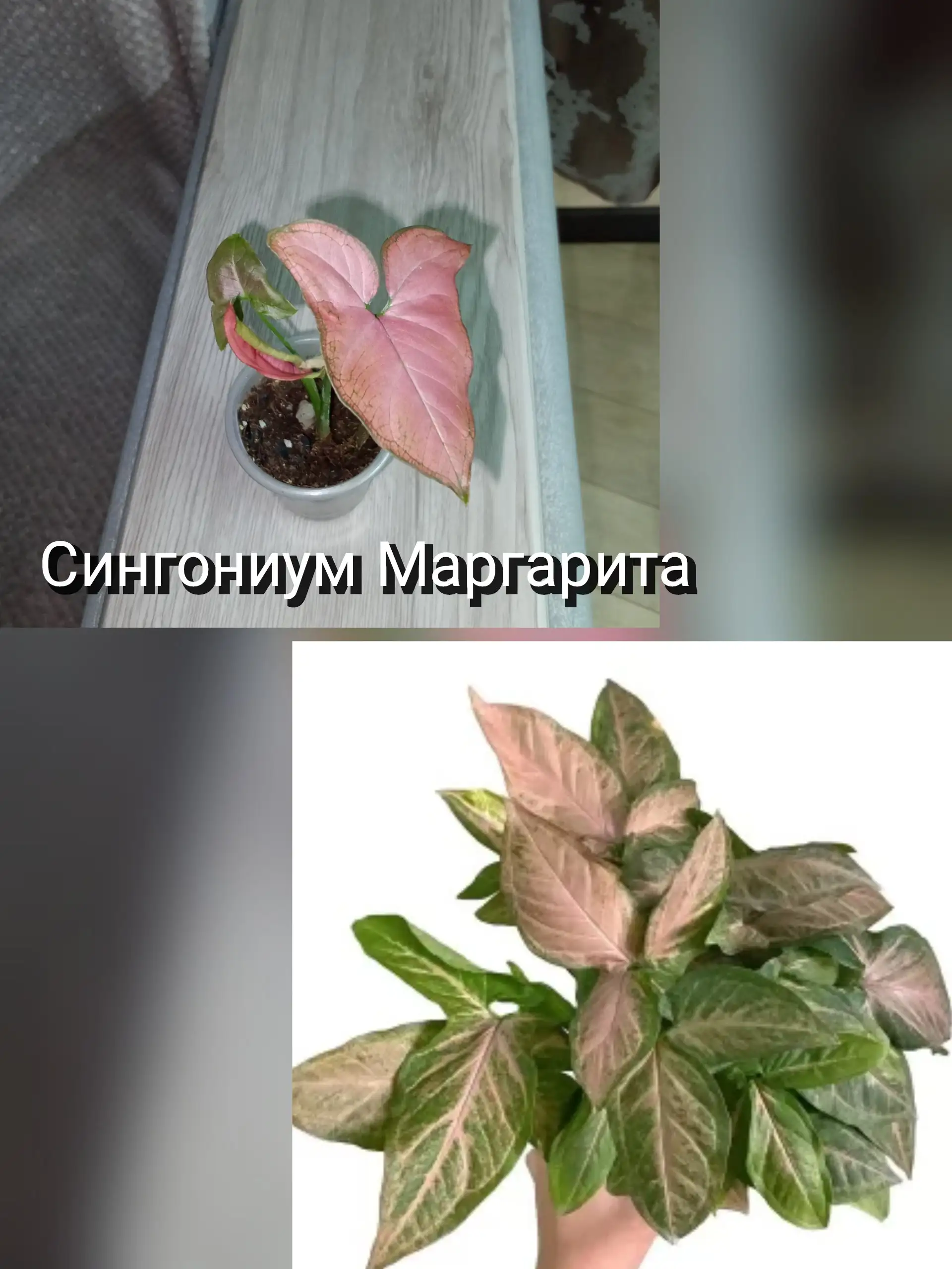 Продам синегониум: различные сорта, цена от 250 до 350 - Растения (Хобби и отдых) в Волгоград