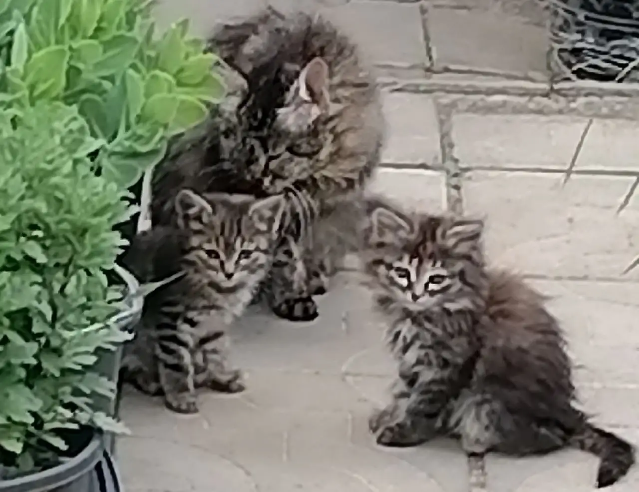 Отдам котят в добрые руки - Кошки (Животные) в Волгоград