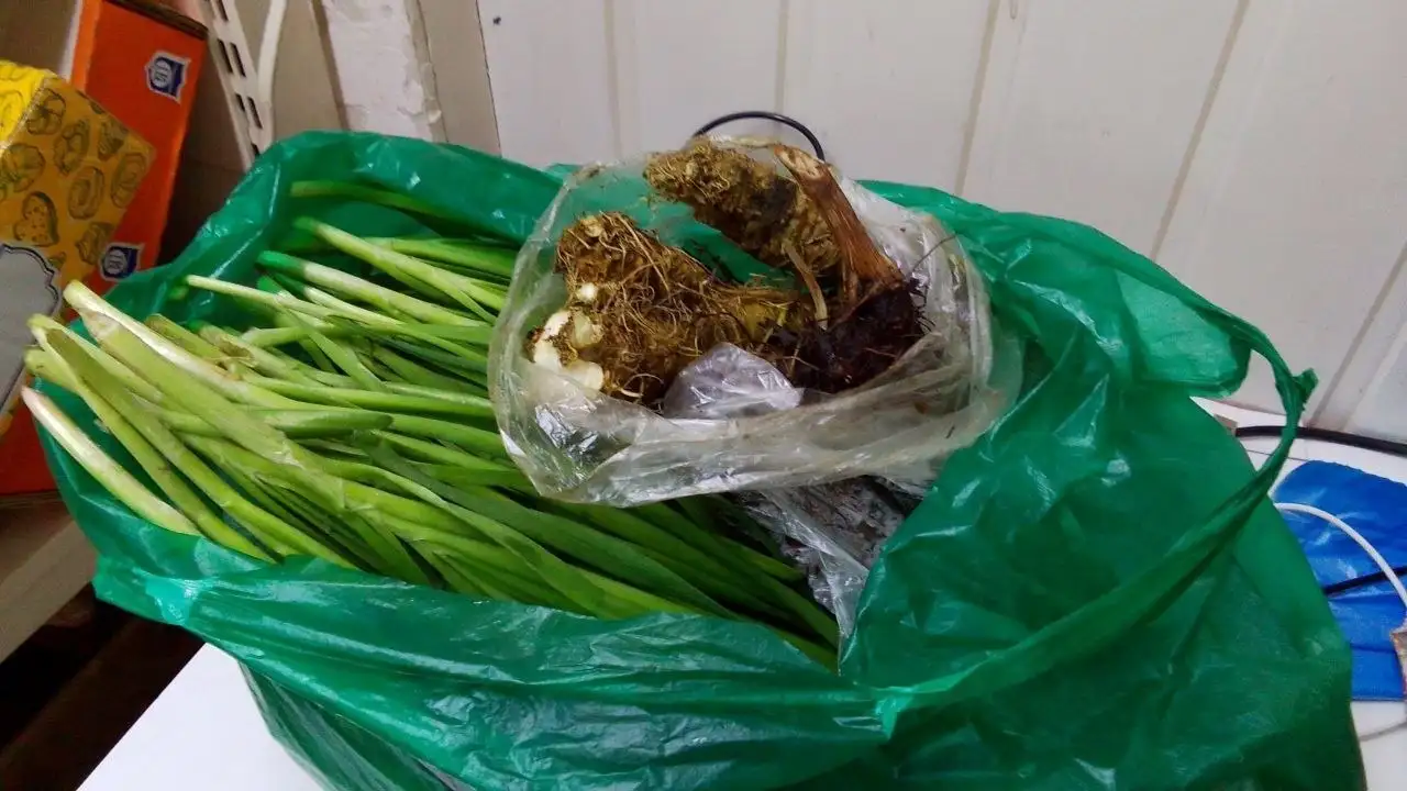 Корень хрена и черемша - Продукты (Барахолка) в Волгоград