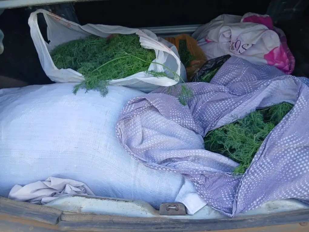 Свежий укроп в посёлке Водный - Продукты (Барахолка) в Неизвестно