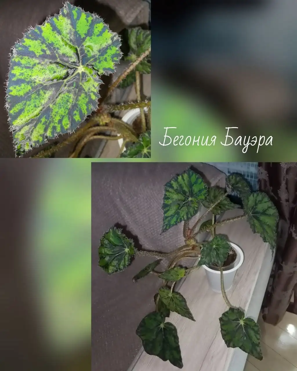Продажа бегоний - Растения (Хобби и отдых) в Волгоград