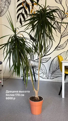 Продам драцену - Садовая техника в Волгоград