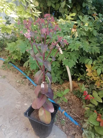 Очиток видный Purple Emperor - Растения в Волгоград