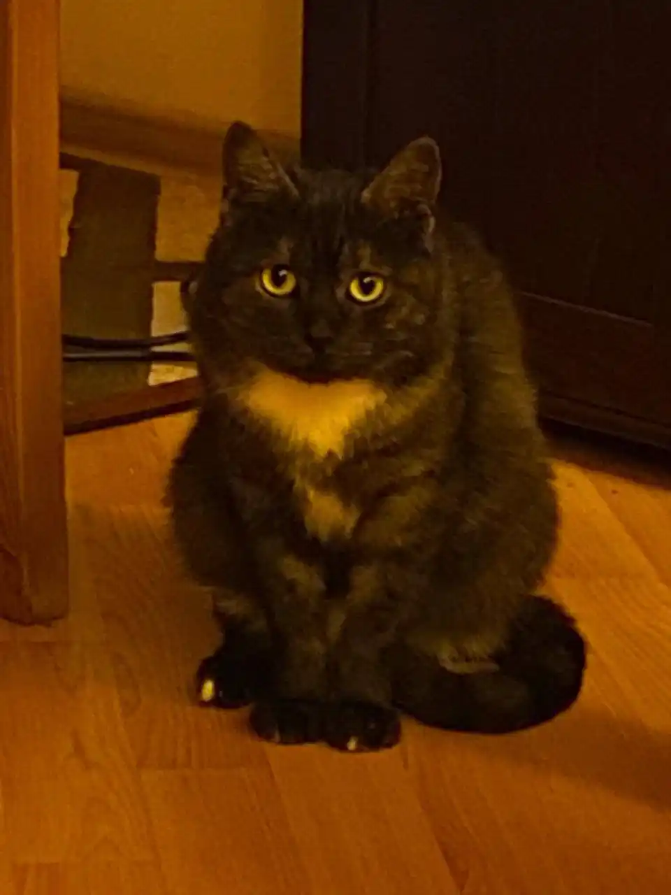 Глаша ищет дом - Животные в Москва