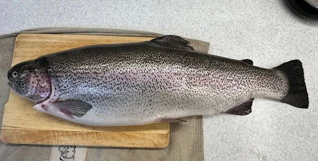 Продажа форели из Северной Осетии - Животные в Москва