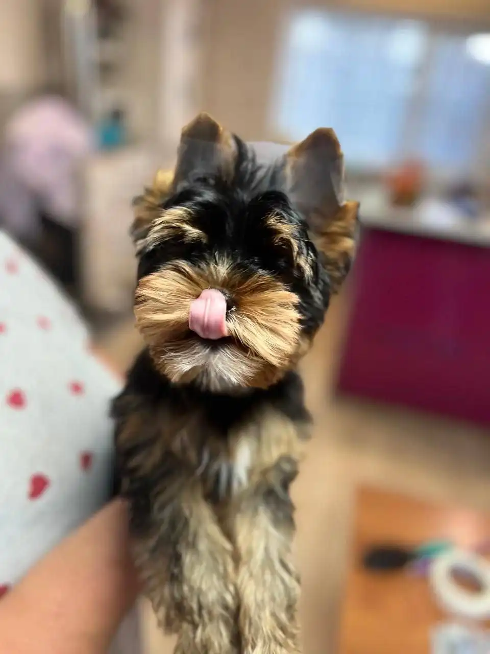 Щенки от чистокровной пары с родословной РКФ