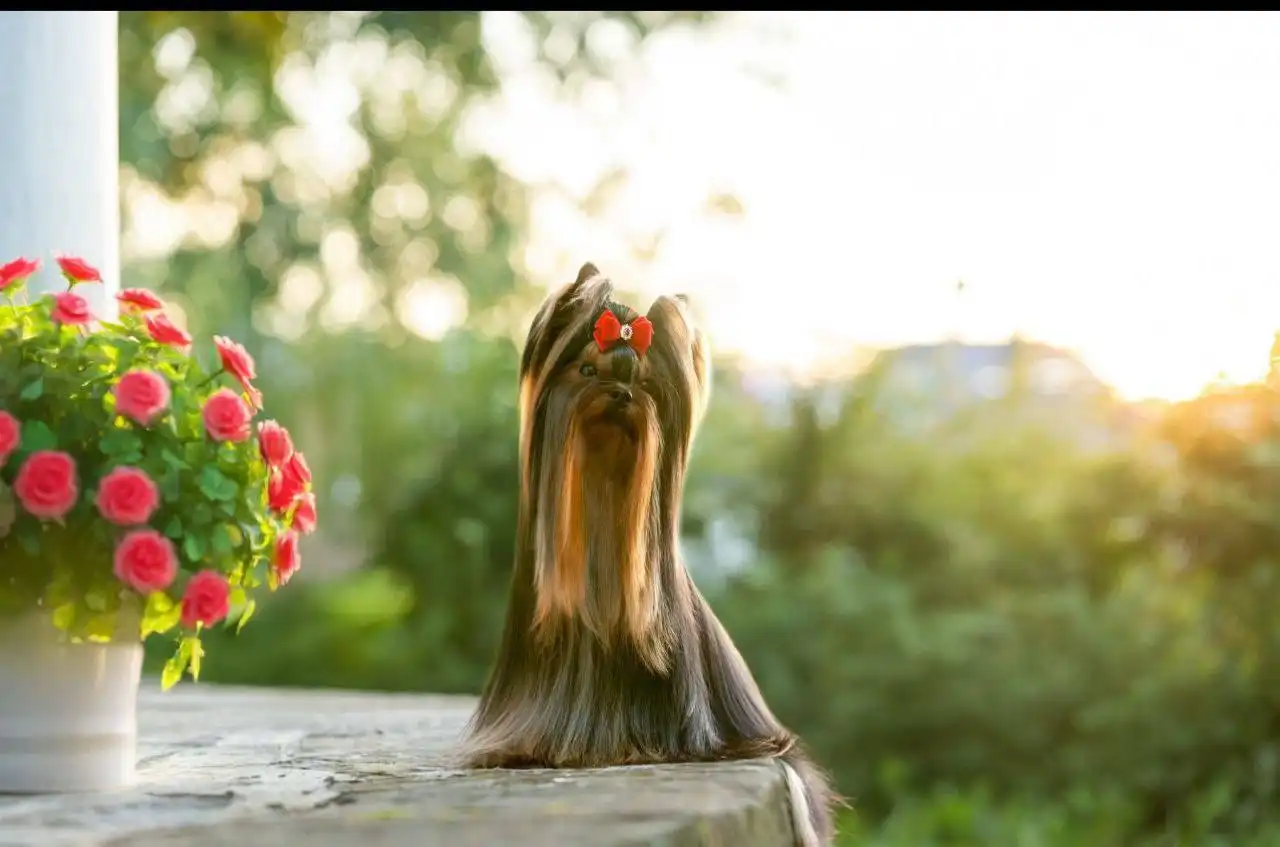 Щенки от чистокровной пары с родословной РКФ