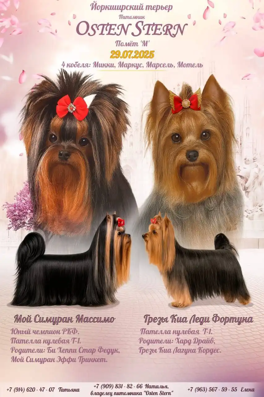 Щенки от чистокровной пары с родословной РКФ