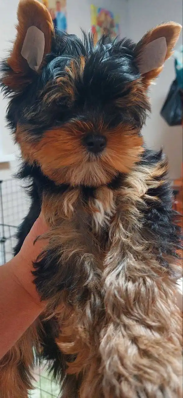 Щенки от чистокровной пары с родословной РКФ