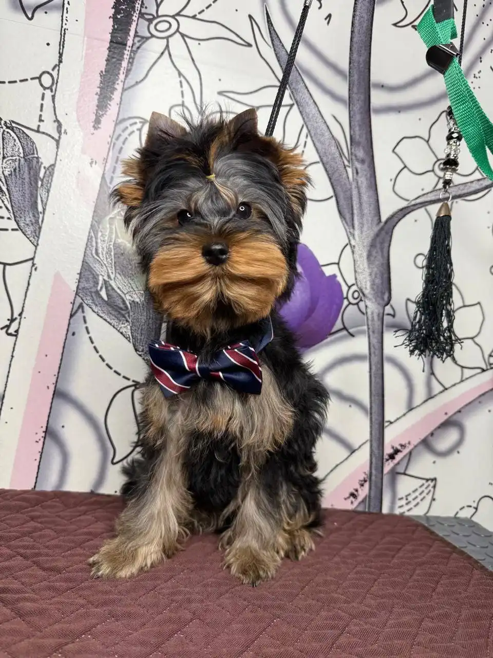 Щенки от чистокровной пары с родословной РКФ