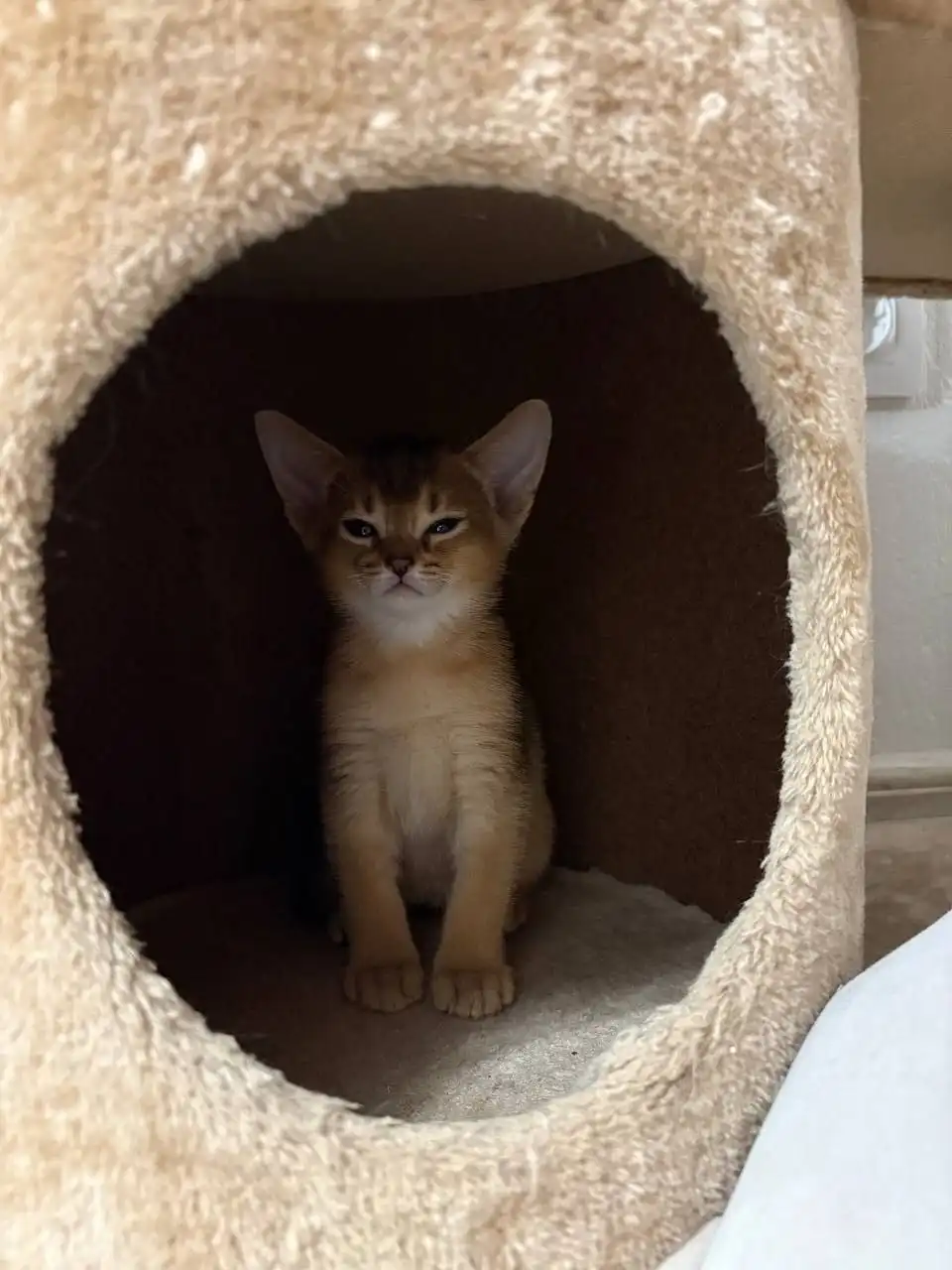 Продажа абиссинских котят с документами