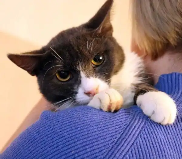 Серо-белые котики Дымок и Анечка ищут дом в Москве