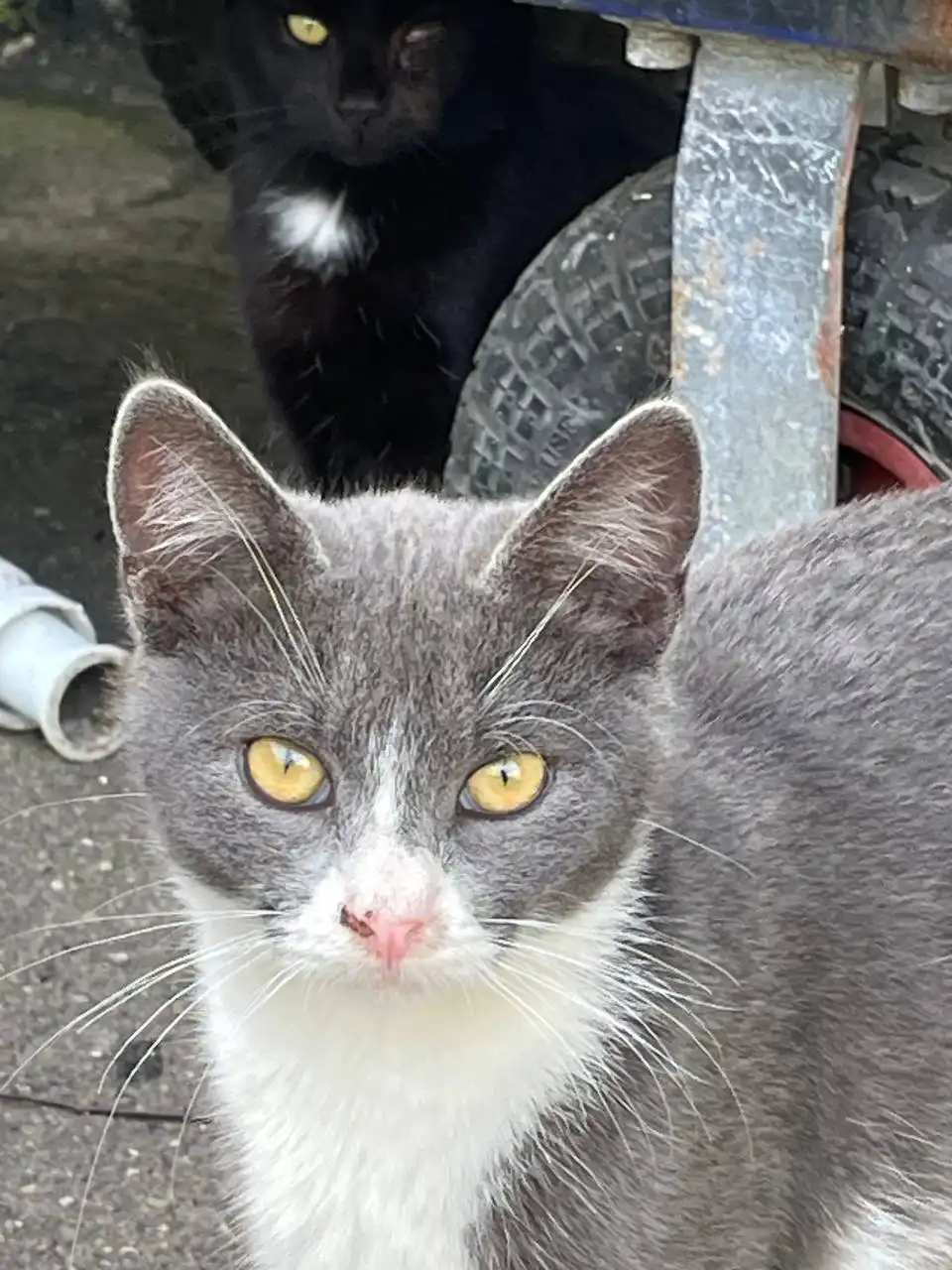 Серо-белые котики Дымок и Анечка ищут дом в Москве