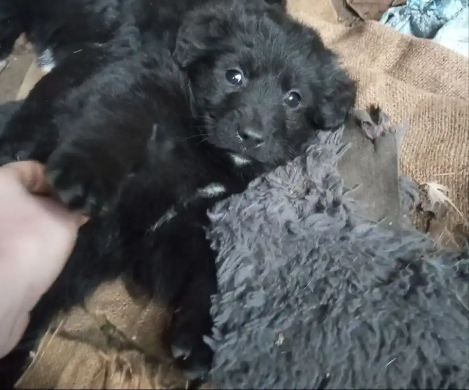 Щенята в добрые руки