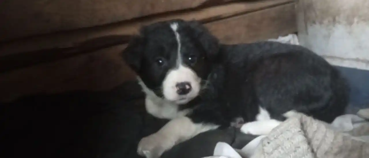 Щенята в добрые руки