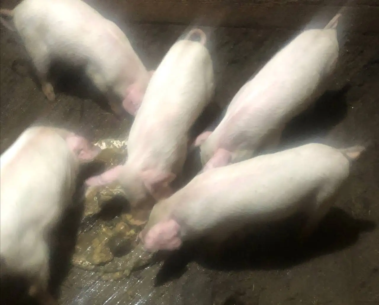 Поросята подросшие в Матвеевке - Свиньи (Животные) в Матвеевка