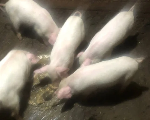 Поросята подросшие в Матвеевке - частное объявление в Матвеевка