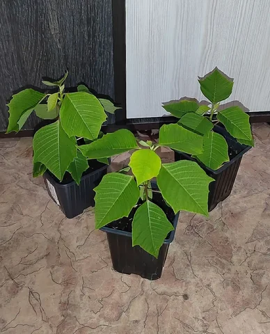 Пуансетия рождественская звезда в Железнодорожном районе Хабаровска - null в Хабаровск