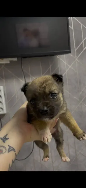 Отдам щенка в добрые руки - Животные в Хабаровск